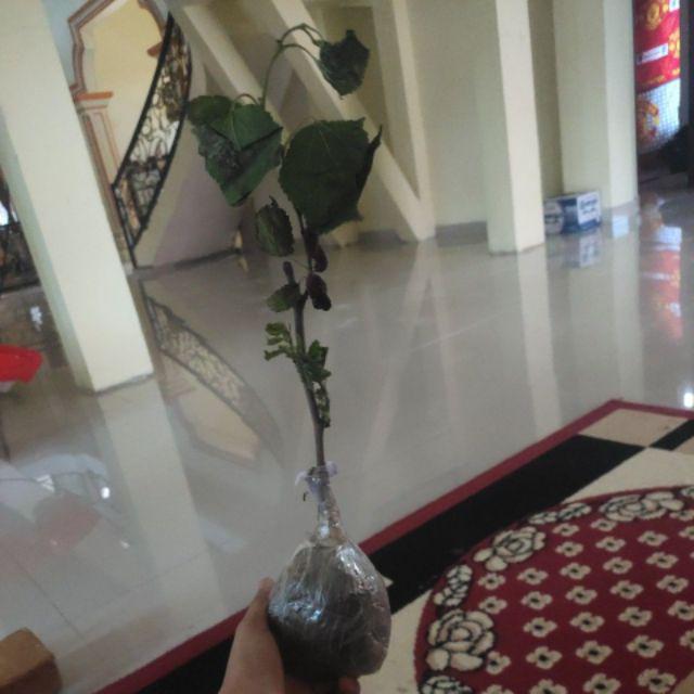 Bibit Murbei Berbuah