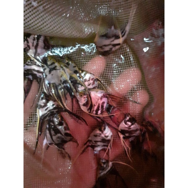 manfish three color slayer