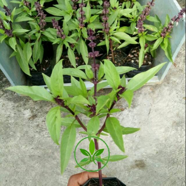 Bibit Tanaman Daun Biji Selasih Selasih Basil Pohon Daun Biji Selasih Basil Shopee Indonesia