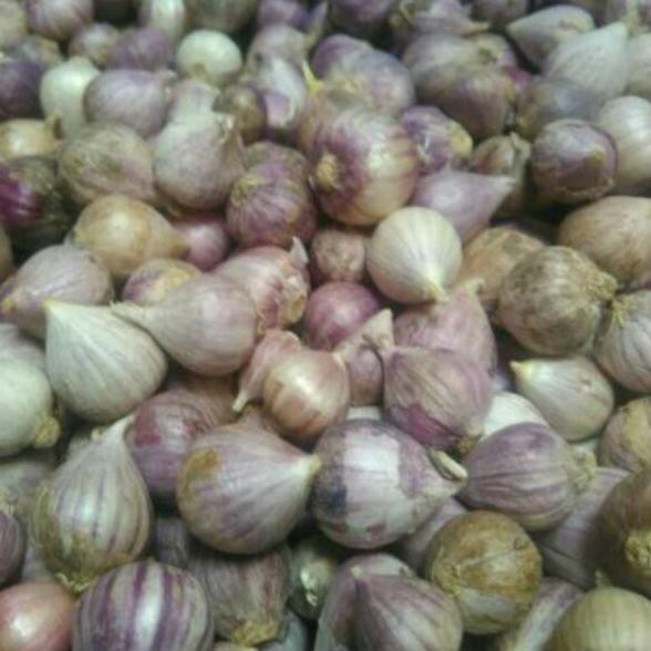 

Best PNDZH Bawang Putih Tunggal / Lanang 500gram J41 Seller