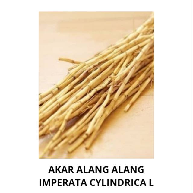 

AKAR ALANG ALANG 500GRAM