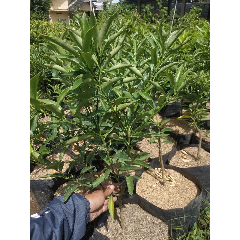 POHON JERUK NAGAMI BERBUNGA BATANG BESAR