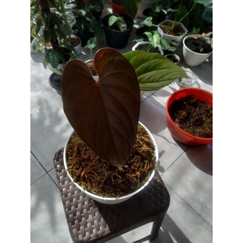 Tanaman hias Anthurium Chamberlainii / Kuping gajah hitam / rare plants