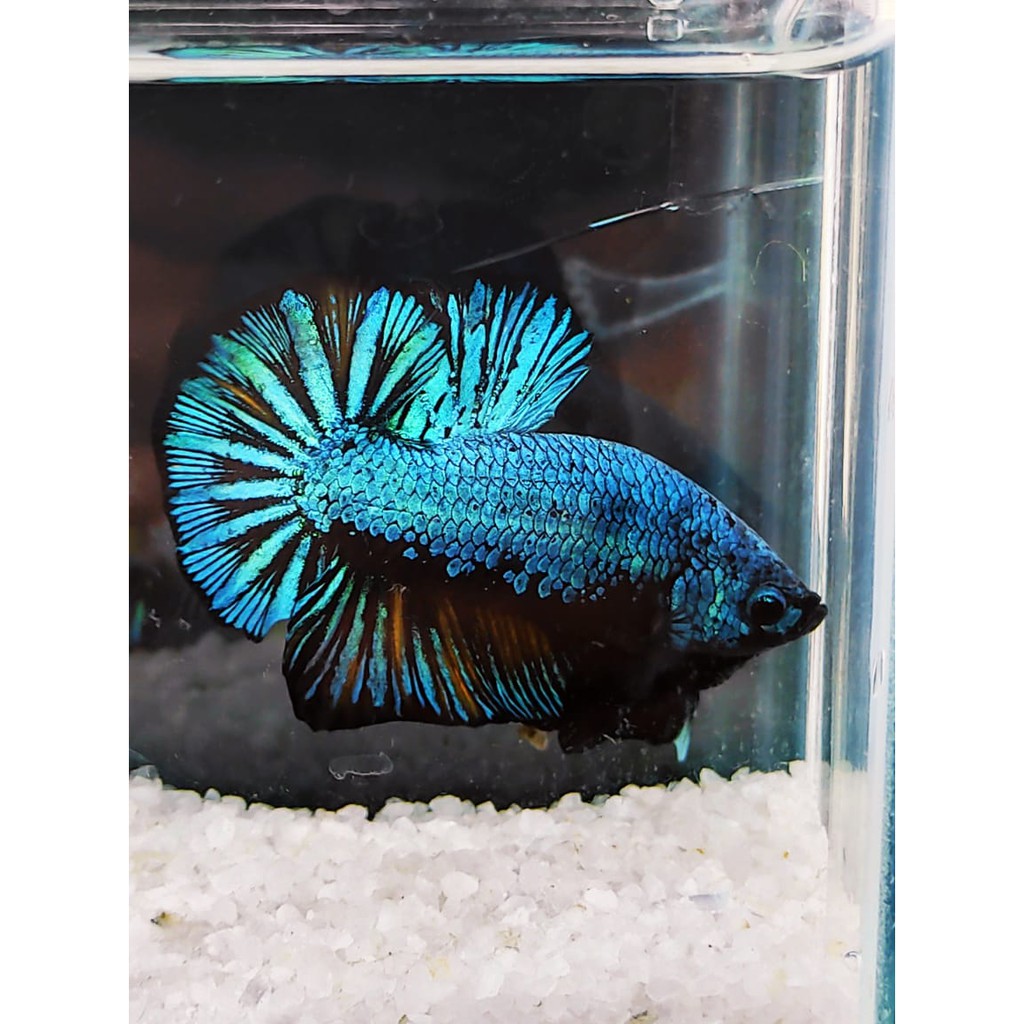 IKAN CUPANG HIAS AVATAR GORDON FREE FEMALE  GRADE A SIAP BREAD + FREE KETAPANG OLAHAN SEHARGA 40K