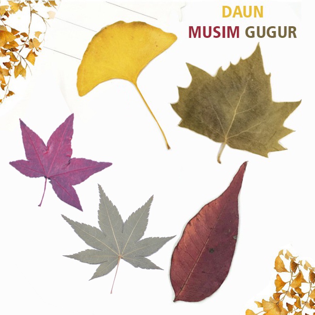 Daun Kering Asli "DAUN MUSIM GUGUR" Real Dry Pressed Flower Topping Resin Hiasan Dekorasi Daun Maple
