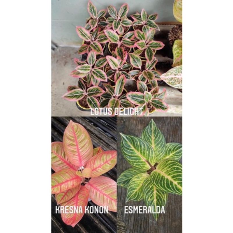 paket hemat baby/anakan Aglonema lotus,Kresna konon dan Esmeralda