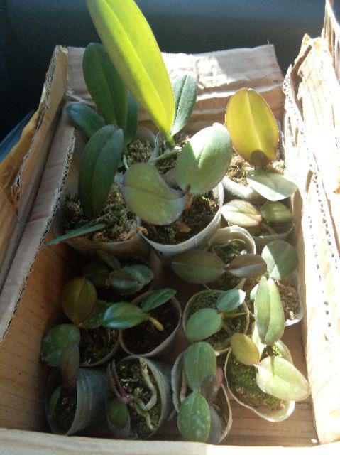 Anggrek Bulan Taiwan Remaja Paket 5pcs