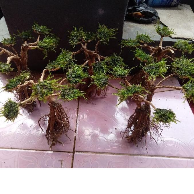 PROMO BESAR KODE-491 pohon bonsai Aquascape