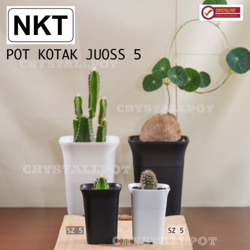 pot bunga tanaman mini kotak juoss 5cm - nkt kotak mini