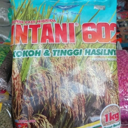 1KG BENIH PADI HIBRIDA INTANI 602