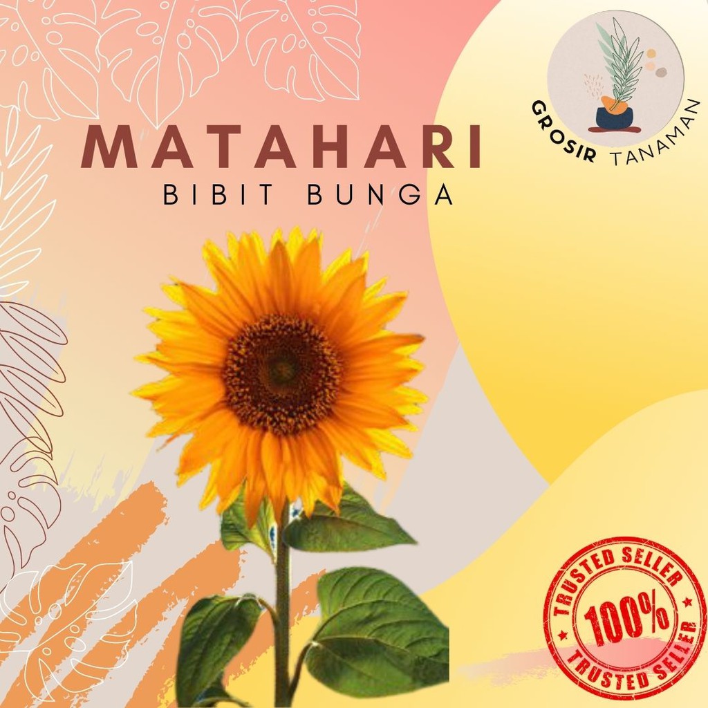 Bibit Bunga Matahari Pohon Bunga Matahari Hidup Bukan Biji benih Bunga matahari