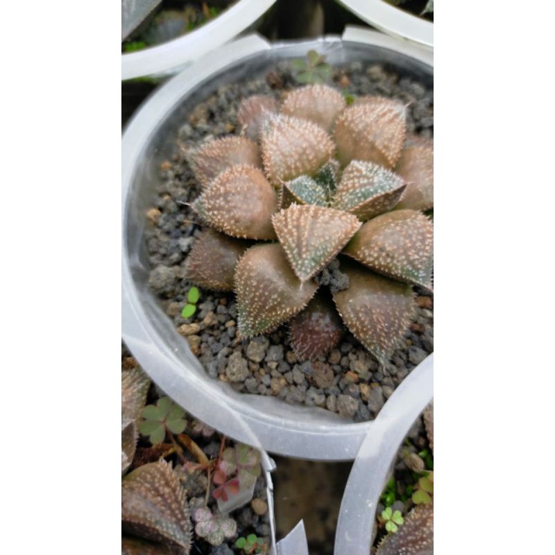 

Haworthia coklat hybrid