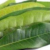 

Daun Salam