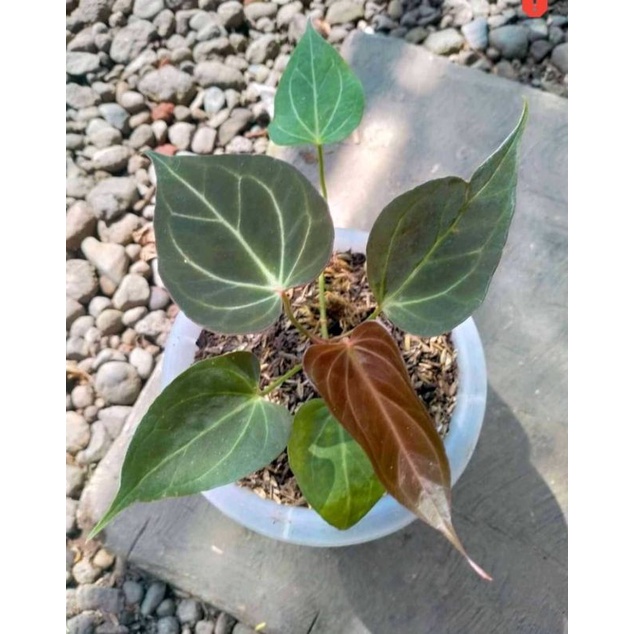 anthurium HU / HAJI ULIN