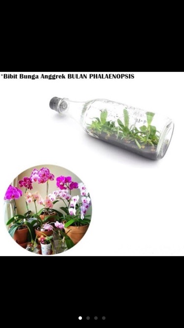 Bibit Bunga Anggrek Bulan Phalaenopsis Anggrek Botol