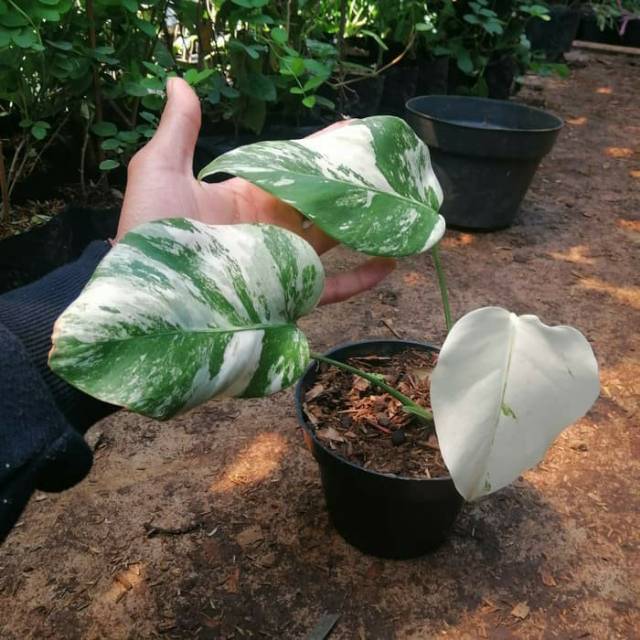 Tanaman hias monstera variegata-monstera variegata deliciosa