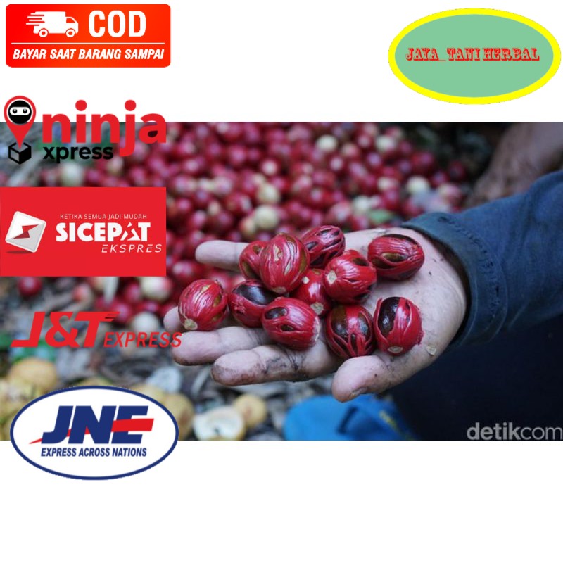 biji benih pala siap semai