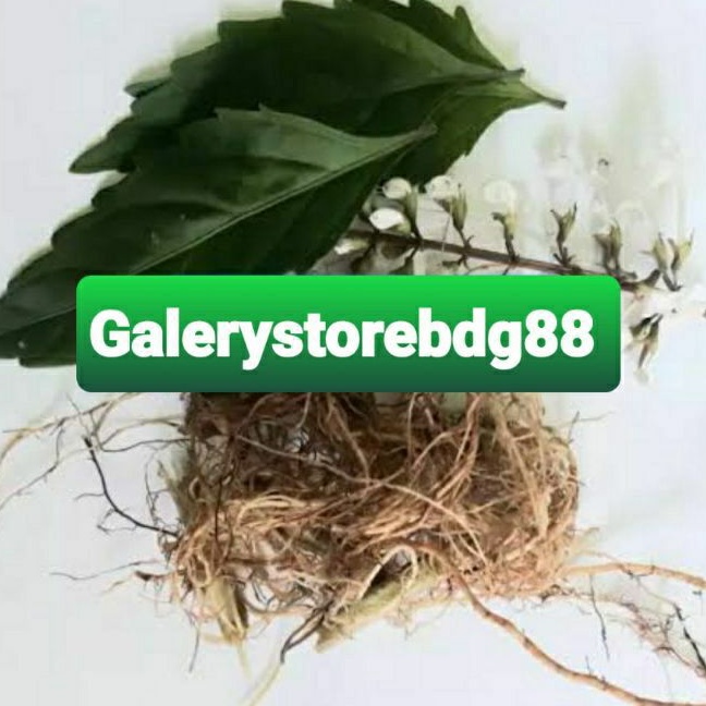 

Akar kumis kucing segar khusus akarnya saja 100 gram-az