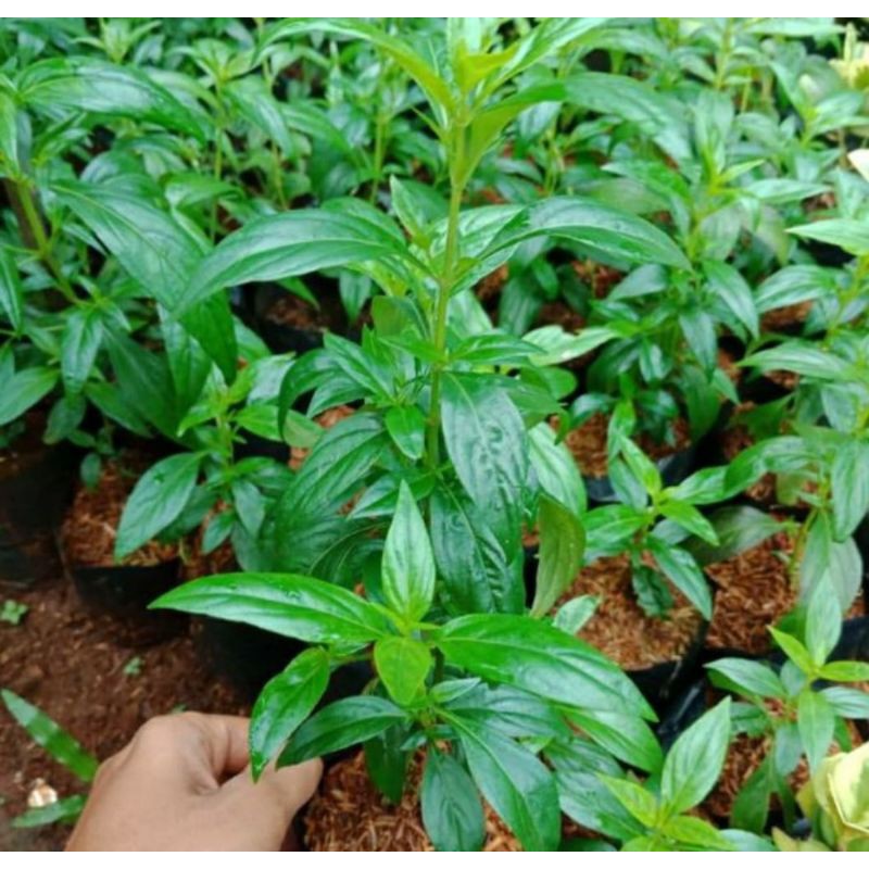 BIBIT SAMBILOTO BIBIT TANAMAN DAUN SAMBILOTO