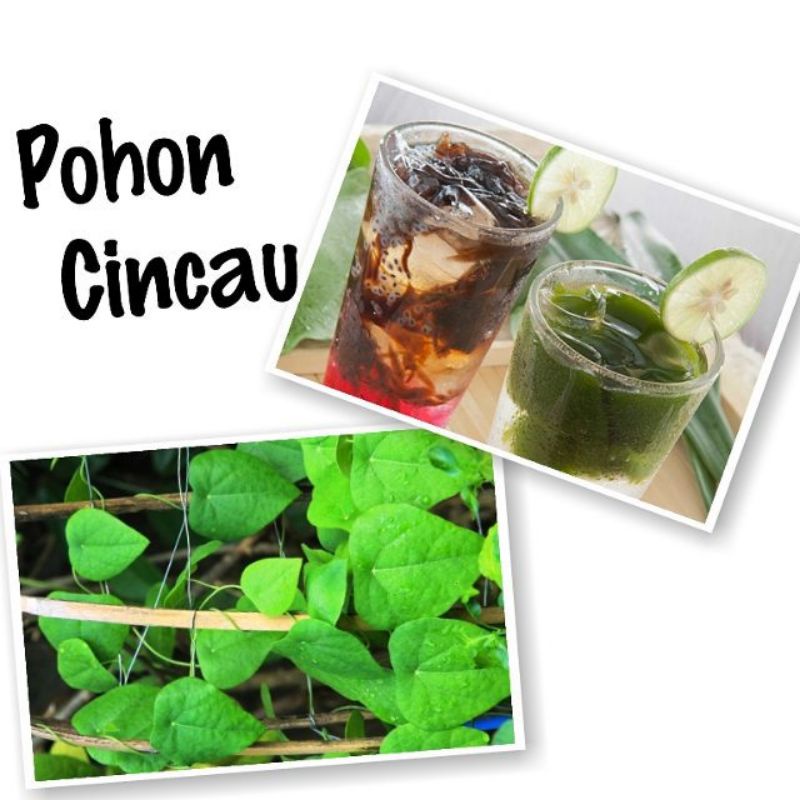 Bibit Cincau Pohon Superunggul