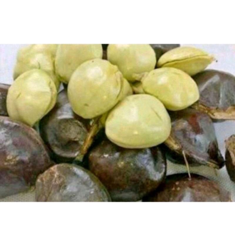 

1kg JENGKOL MUDA | JENGKOL MUDA