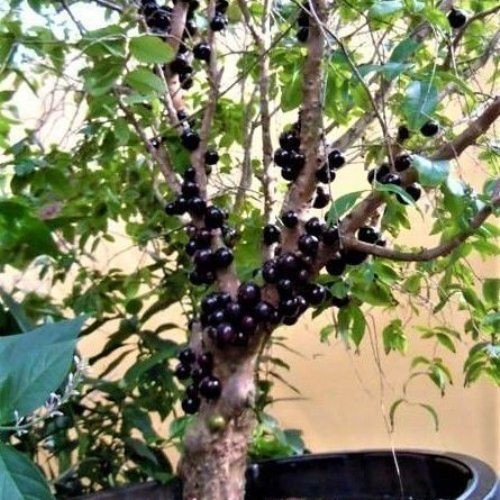 Anggur Pohon Jenis Preco Anggur Brazil)