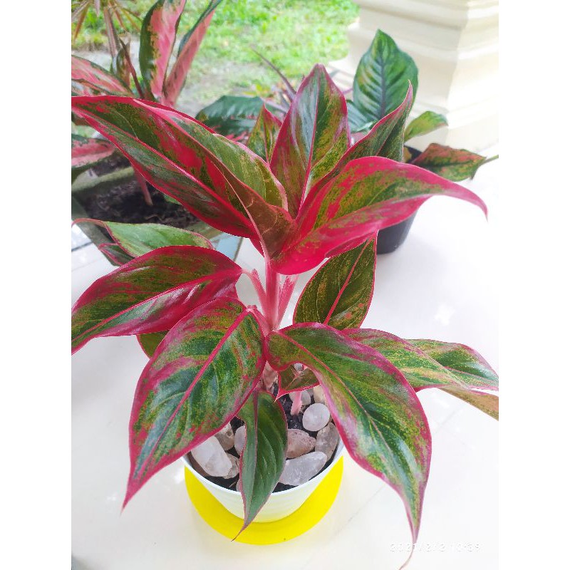 aglonema siam aurora