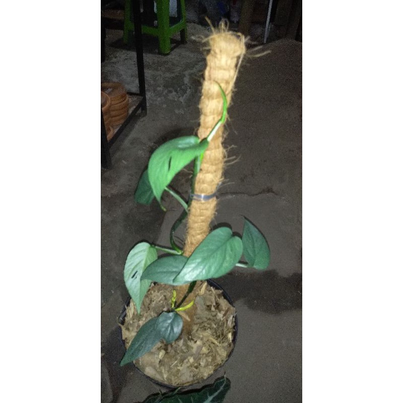 Epipremnum cebublue dan cal hylo beauty