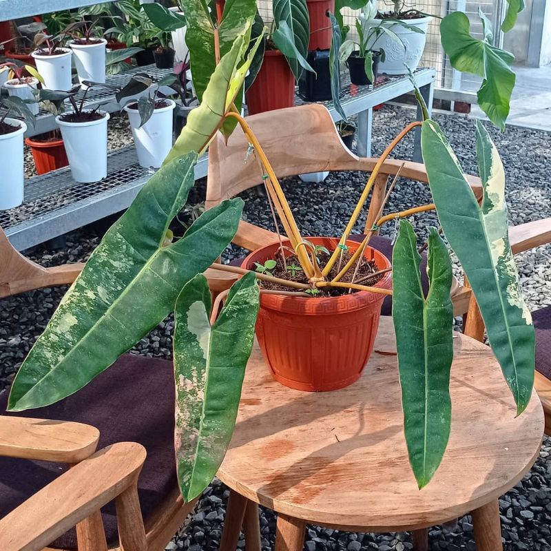 NEW bibit-bonggol  Kabel Busi variegata/philodendrum billietiae variegata