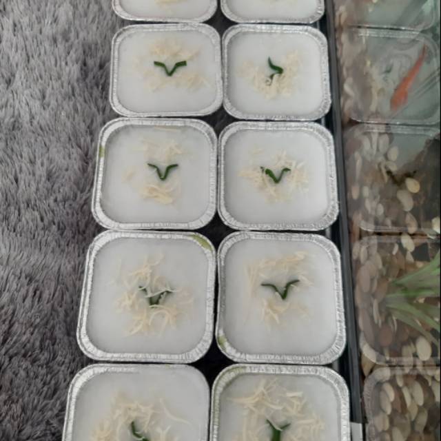 

Kue lumpur surga