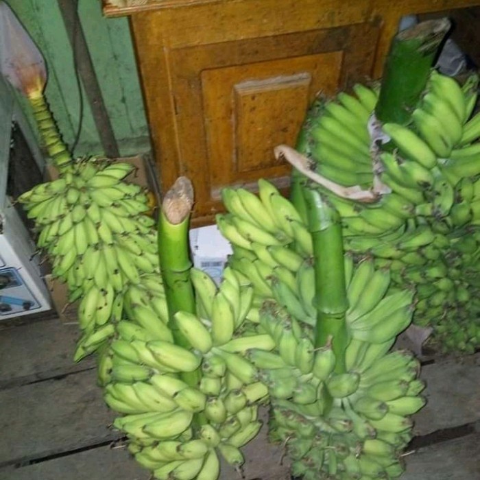 

New pisang batu pisang klutuk 1kg