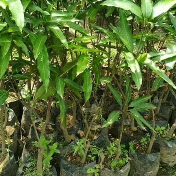 LAGI VIRAALL Super Bibit Tanaman Buah Mangga Mahatir TOP MARKOTOP