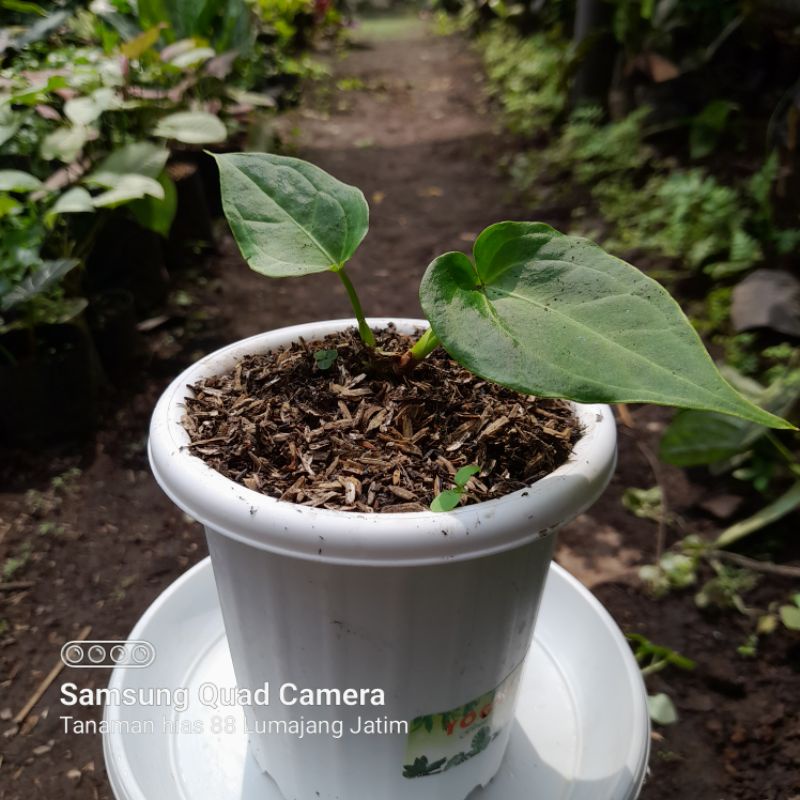 tanaman ANTHURIUM VEITCHII HYBRID (mangkotcii) nempel bonggol dikirim sesuai video