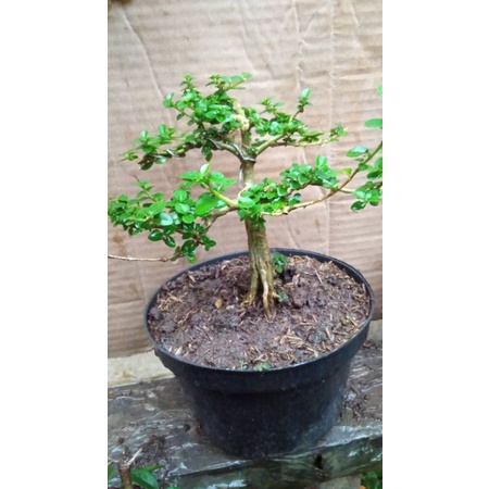 bahan bonsai sancang mame