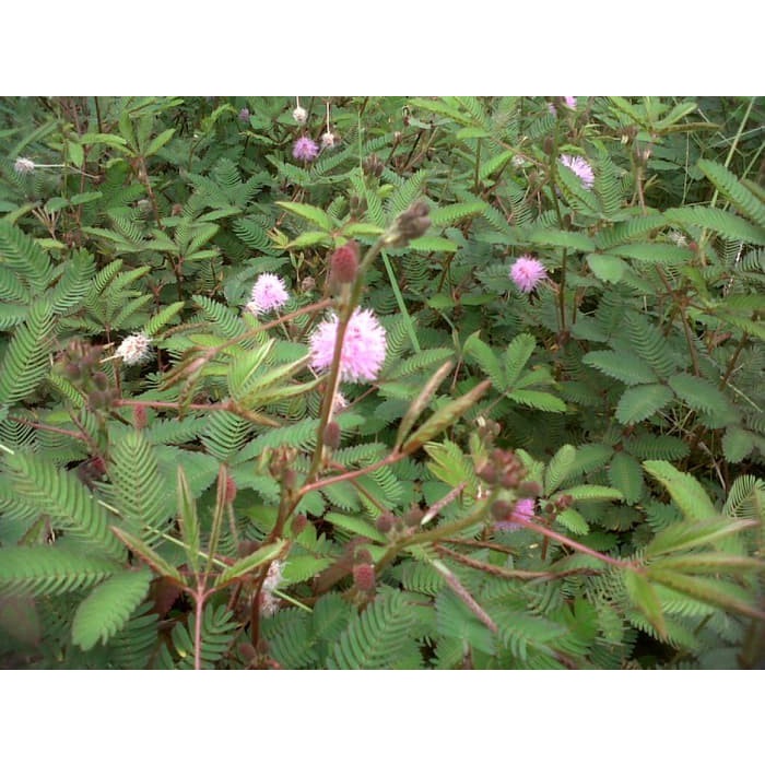 

New Putri Malu Segar (Mimosa pudica) - Tanaman Herbal Berkhasiat