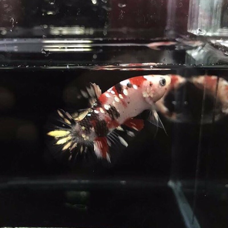 Ikan Cupang Red koi Copper ironman