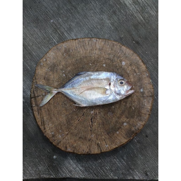 Ikan GT (kuwe) 1 kg