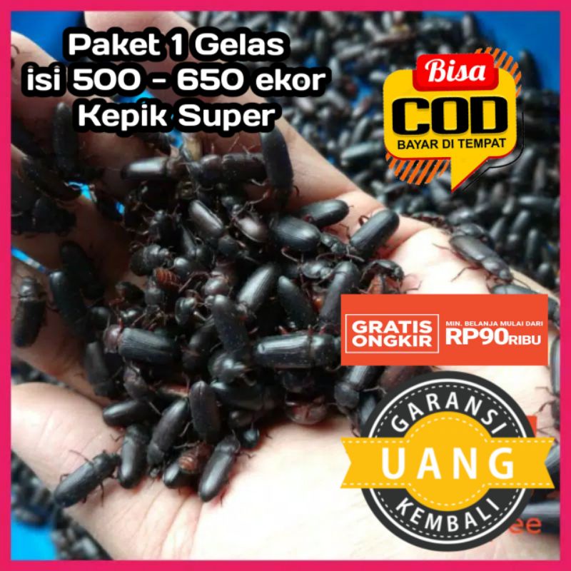 KEPIK ULAT HONGKONG BIBIT ULAT HONGKONG KUMBANG ULAT HONGKONG NOT KUMBANG ULAT JERM238/255 AN Not Ku