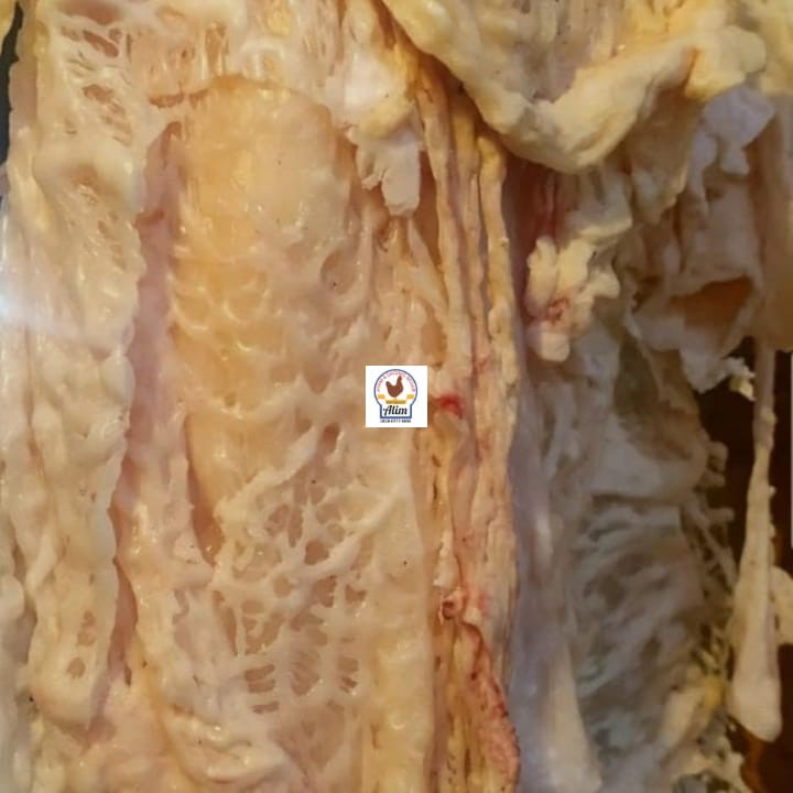 

Lemak Kambing 1 Kg