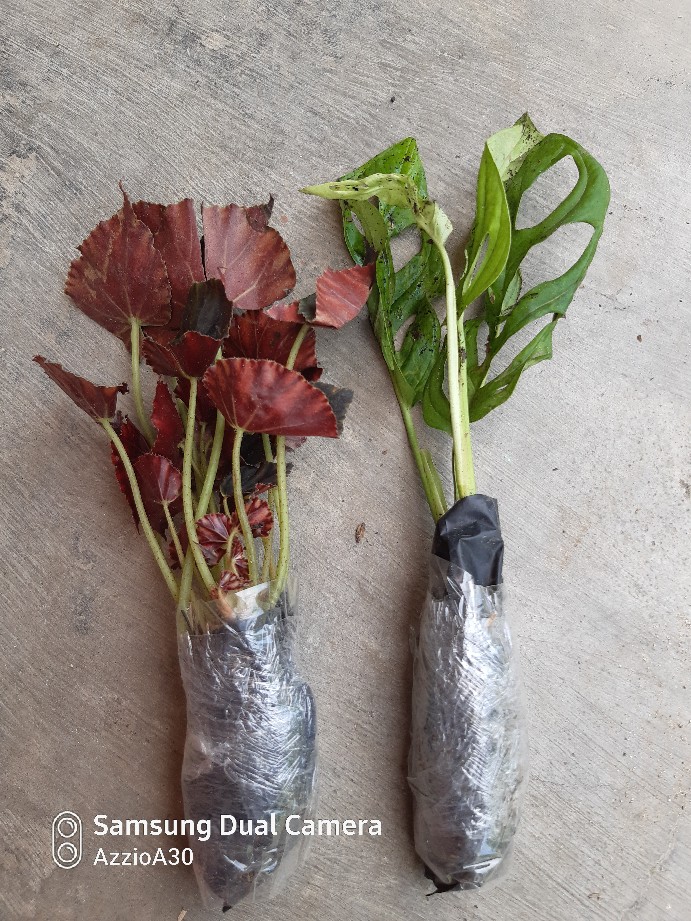 Begonia Tiger Tanaman Hias