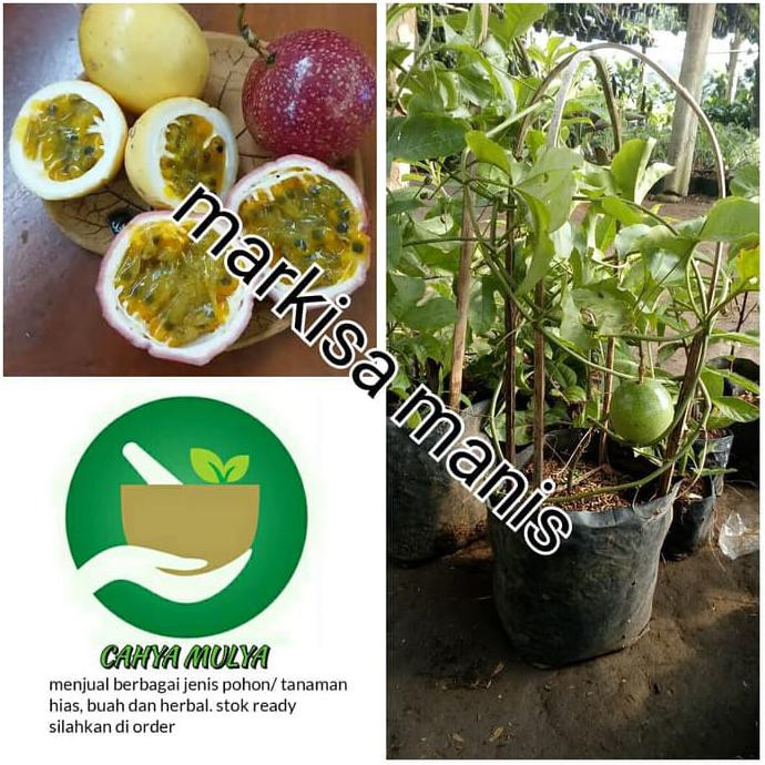 TERBAIK bibit pohon buah markisa manis berbuah - tanaman rambat markisa manis TERMURAH
