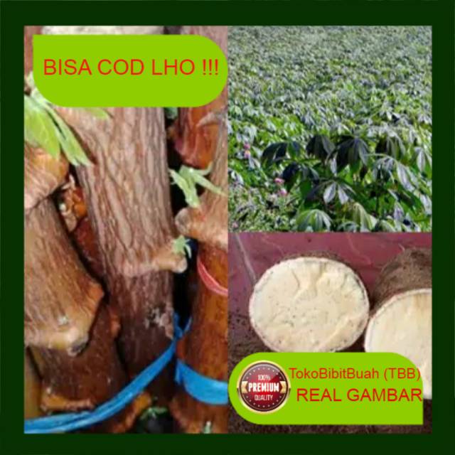 Bibit singkong( ketela pohon super)