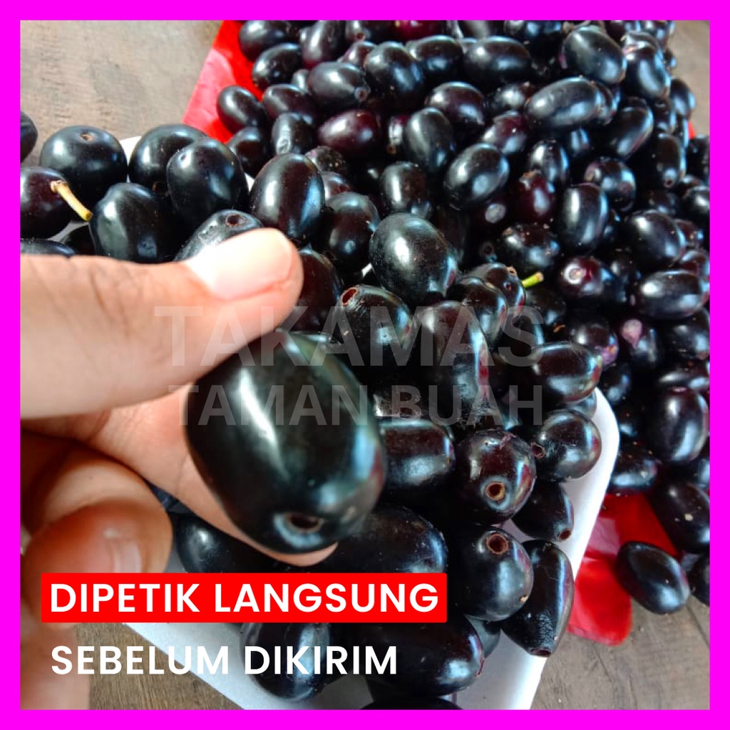 

Juwet Hitam Jamblang Hitam Buah Juwet Manis