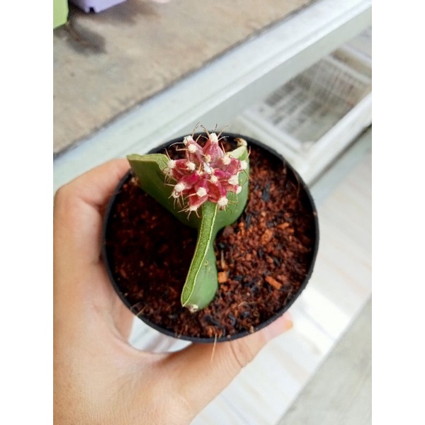 Kaktus gymno Siklam mini