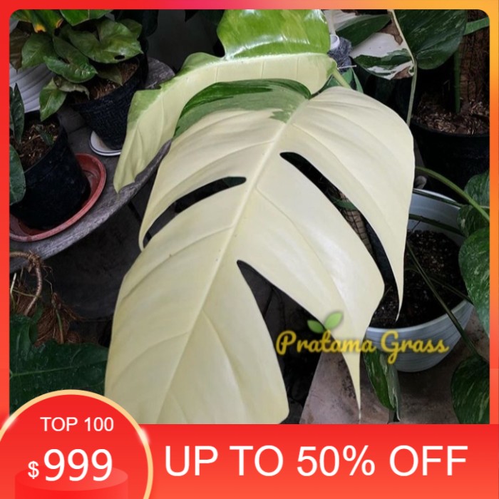 Monstera Epipremnum Varigata - Bibit Epipremnum Pinnatum
