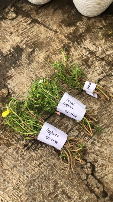 Paket Hemat Krokot Mix Lokal Dan Import /krokot Portulaca /mossrose Portulaca Import Dan Lokal