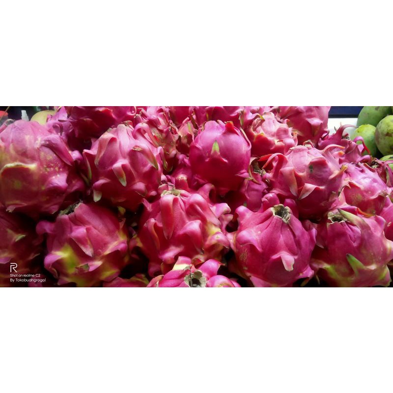 

BUAH NAGA MERAH _ 1KG
