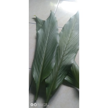 

daun kunyit segar .