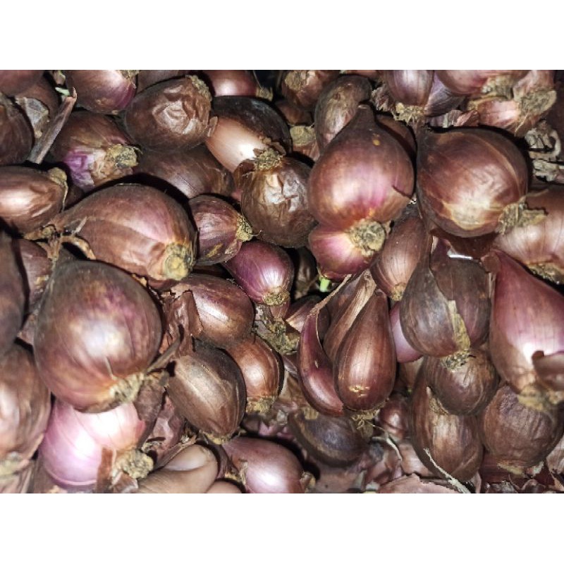 Bibit bawang merah asli brebes Bima 50 kg