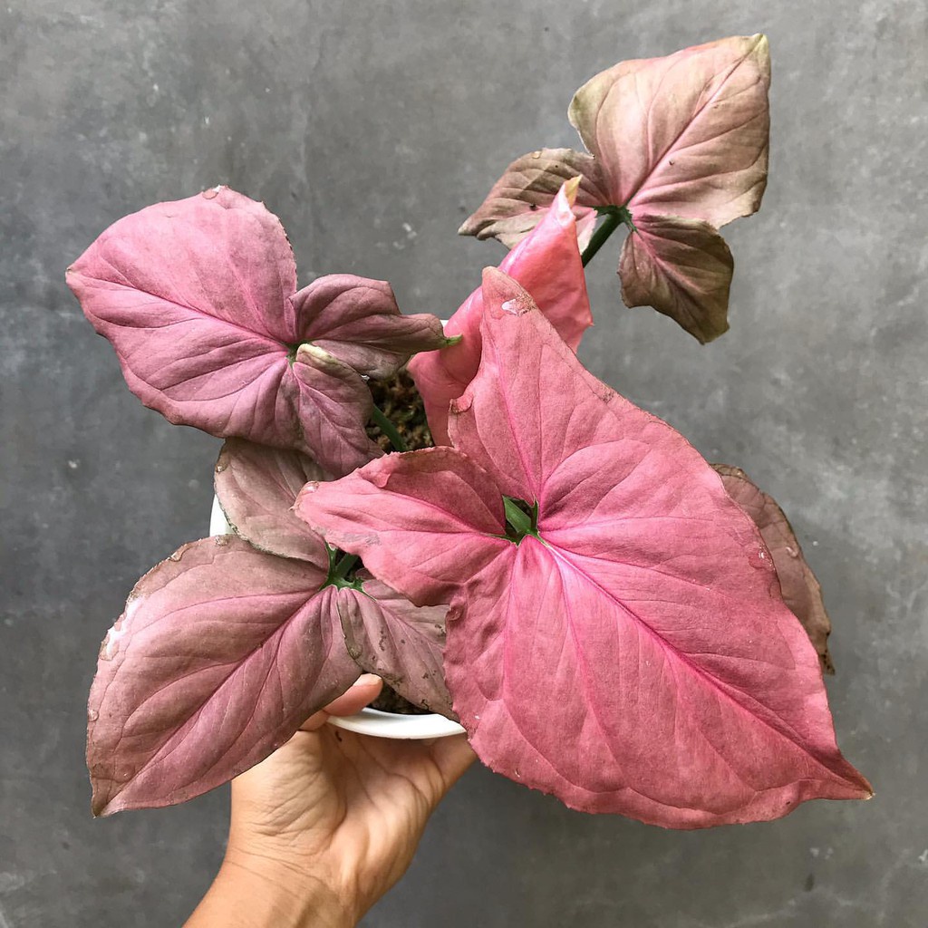 Syngonium Pink Perfection Original / Syngo Pink Perfect